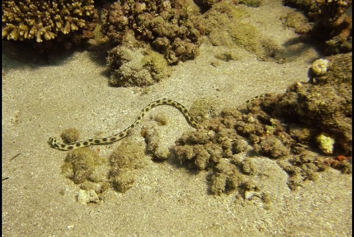 Sea snakes